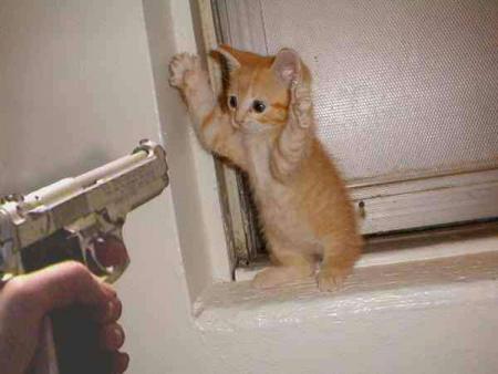 Haut les pattes chaton !!!